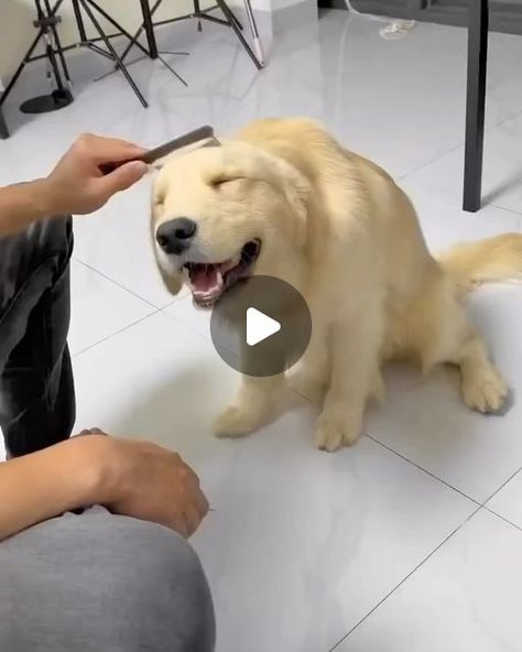 Golden Retriever And Yorkie, Dog Videos Cutest, Dogs Howling, Happy Dogs Funny, Really Funny Dog Videos, White Retriever, Funny Puppy Videos, Golden Retriever Videos, Puppies Cutest