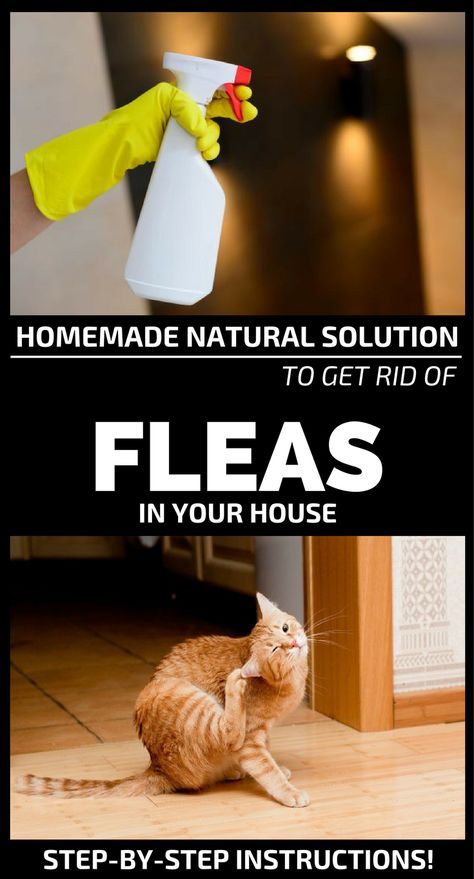 These winged and scary insects called fleas can give you the most unpleasant sleepless nights. Fleas love the warm environment of animals, but even you can be the perfect host for them. Their presence in the house can be given because of fleas eggs that can be dropped anywhere. The most annoying thing is that … Kill Fleas In House, Scary Insects, Flea Spray For House, Homemade Flea Spray, Home Remedies For Fleas, Sand Fleas, Get Rid Of Fleas, Flea Remedies, Flea Infestation