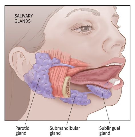 illustration showing the salivary glands: parotid gland, sublingual gland, submandibular gland Salivary Glands Anatomy, Parotid Gland Swelling, Anatomy Of The Neck, Exocrine Gland, Salivary Glands, Parotid Gland, Salivary Gland, Carotid Artery, Medical Anatomy