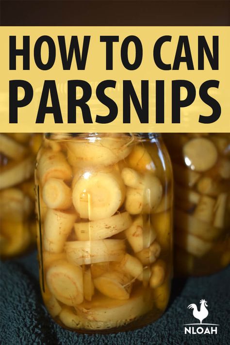 How to Can Parsnips Canning Parsnips, Parsnips Recipe, Modern Homesteading, Pressure Canner, Pint Jars, Home Canning, Pressure Canning, Food Preservation, Parsnips