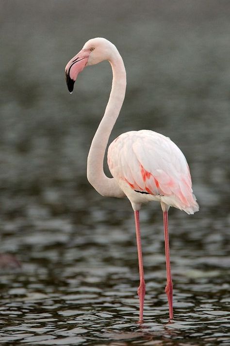 Greater Flamingo (Phoenicopterus roseus) Europe, South Africa, Western Cape and Cape Peninsula Flamingo Birds, Greater Flamingo, Flamingo Pictures, Flamingo Christmas, Exotic Bird, Pink Bird, Western Cape, Circle Of Life, Watercolor Bird