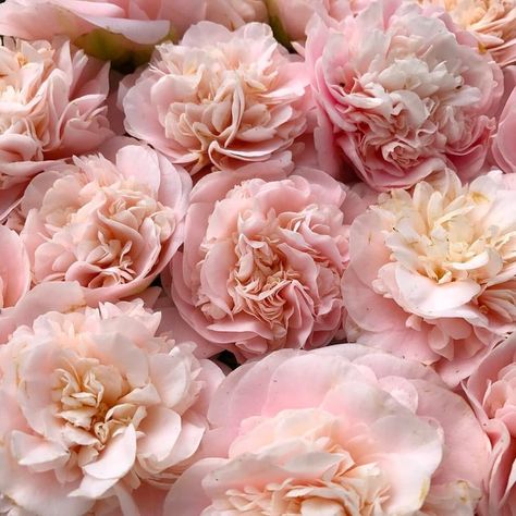 Dnd Aesthetic, Estilo Taylor Swift, Pink Aura, Flower Therapy, Flower Ideas, Pink Peonies, Wedding Flower, My Flower, Pink Aesthetic