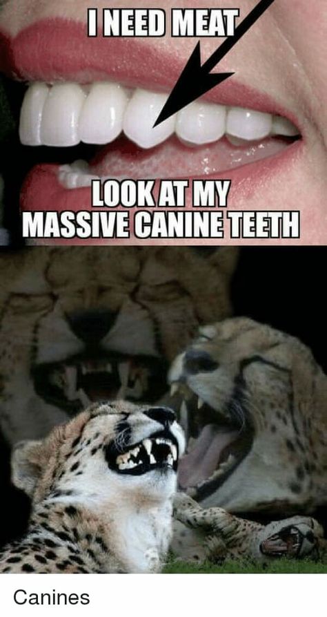 Carnivore Teeth, Vegan Jokes, Reasons To Go Vegan, Vegan Facts, Canine Tooth, Vegan Memes, Vegan Quotes, Why Vegan, Vegan Humor