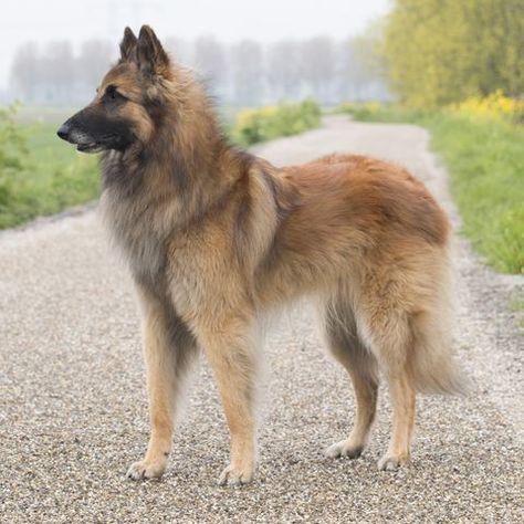 Big Dog Drawing, Belgium Tervuren, Tervuren Shepherd, Tervuren Dog, Hunting Dog Training, Best Large Dog Breeds, Belgian Dog, Dog Reference, Family Dogs Breeds