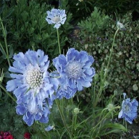 Midwest Flowers, Blue Scabiosa, Scabiosa Caucasica, Scabiosa Flower, Midwest Gardening, Pincushion Flower, Seed Heads, Butterfly Blue, Hardy Perennials