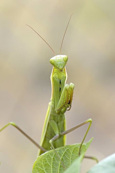 Cute portrait of a praying mantis stock images Male Praying Mantis, Cute Praying Mantis, Pray Mantis, Insect Reference, Prey Mantis, Oc Things, Cute Portrait, Bird People, North Idaho