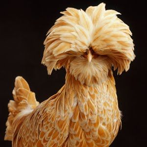 Polish chickens. The stupidest, funniest looking birds alive. Polish Crested Chickens, Muppet Chicken, Chicken Alive, Buff Laced Polish, Polish Hen, Polish Chickens, Polish Rooster, Silkie Bantam, Funky Chicken