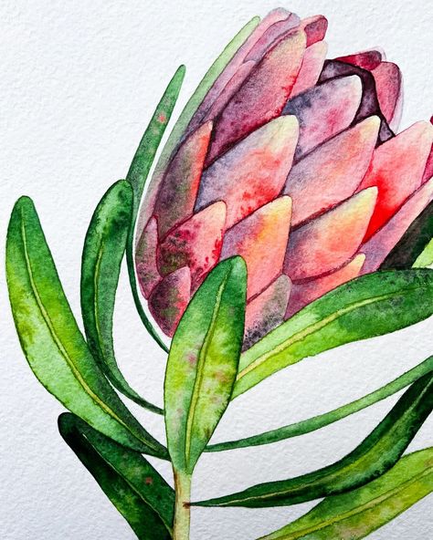 Protea Drawing Simple, Watercolor Protea, Protea Painting, Famous Modern Art, Protea Flowers, Protea Art, Watercolour Techniques, Protea Flower, Watercolor Flowers Tutorial