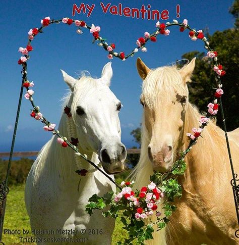 Two Horses In Love, Horses In Love, Horse Valentine, Tennessee Walking Horse, Valentine Photo Shoot, Walking Horse, Horses Theme, Baking Book, German Heritage