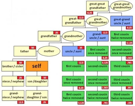 What Is a Second Cousin Twice Removed - This Chart Explains It All | WeHaveKids Family Relationship Chart, Family Tree Explained, Relationship Chart, Dna Genealogy, Second Cousin, Dna Results, Family Tree Genealogy, Family Research, Genealogy Research