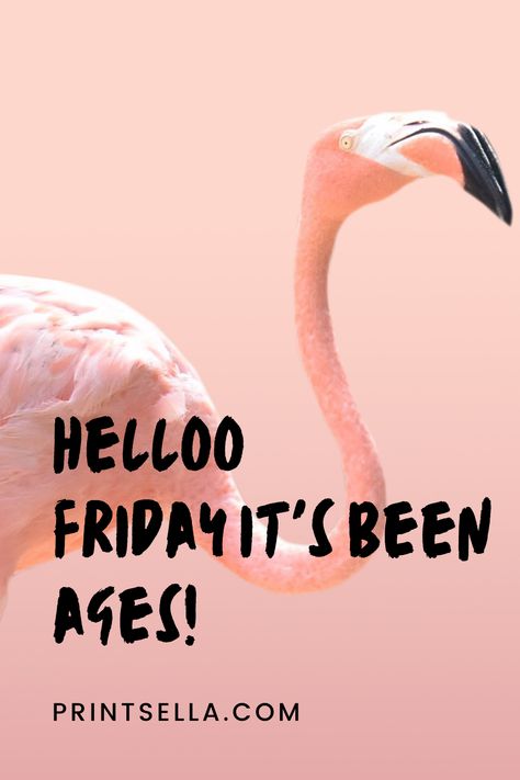 Flamingo Friday, Alter Art, Flamingo Pictures, Gifts For Yourself, Happy Day Quotes, Funny Happy Birthday Wishes, Funny Flamingo, Animal Humor, Pet People