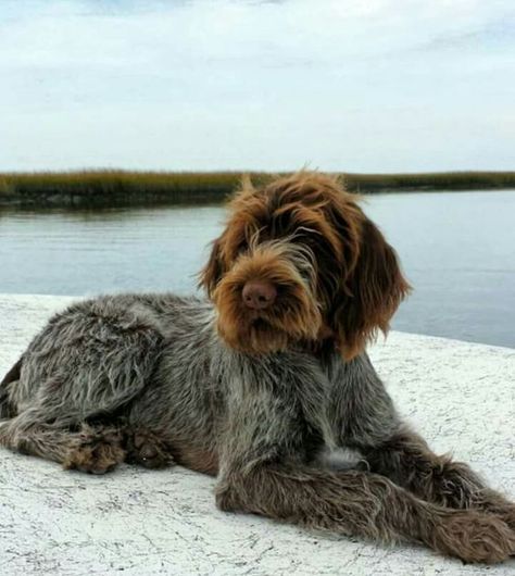 Long Haired Pointer, Wire Hair Pointer, German Wired Hair Pointer Puppy, Wired Haired Pointer, German Long Haired Pointer, Wire Haired Dogs, Wirehaired Pointing Griffon Puppies, Wired Haired Pointing Griffon, German Wired Hair Pointer