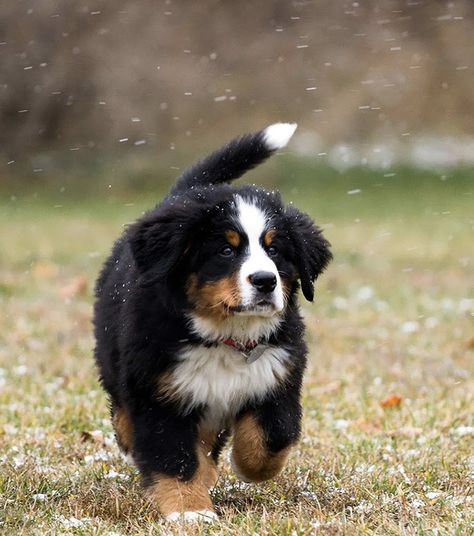 Bouvier bernois Burmese Mountain Dog Puppy, Burmese Mountain Dogs, Schnauzer Grooming, Bernese Dog, Animal Hugs, Mountain Photos, Mountain Dog, Bernese Mountain, Pet Hacks