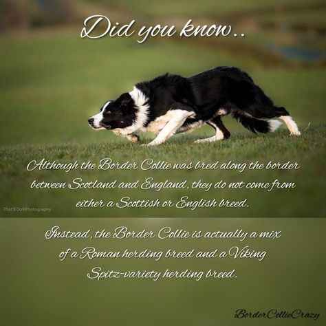 Border Collie Quotes, Border Collie Puppy Training, Border Collie Facts, Border Collie Pups, Border Collie Herding, Border Collie Humor, Border Collie Colors, Border Collie Pictures, Doggy Quotes