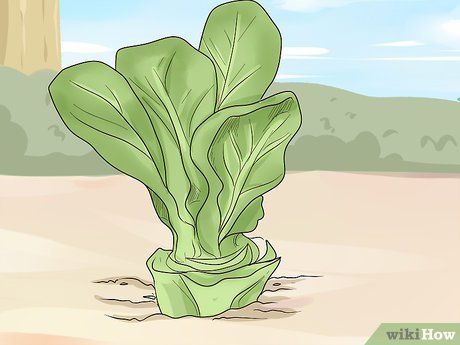 Boston Lettuce, Buttercrunch Lettuce, Planting Lettuce, How To Harvest Lettuce, Buttered Cabbage, Succession Planting, Head Of Lettuce, Landscape Inspiration, Garden Shears