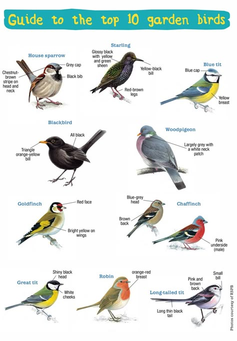 Handy Guide to the UK’s Top 10 Garden Birds Backyard Birds Watching, Backyard Birds Sanctuary, Bird Identification, Common Birds, British Garden, British Birds, Different Birds, Garden Birds, British Wildlife