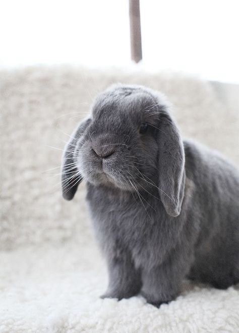 grey bunny Mini Lop Bunnies, Mice And Men, Rabbit Pictures, Rabbit Breeds, Beautiful Rabbit, Mini Lop, Cute Bunny Pictures, Grey Bunny