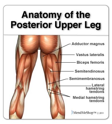 Hamstring muscles:        1.   Semitendinosus      2.   Semimembranosus     3.   Biceps Femoris Hamstring Anatomy, Leg Muscles Anatomy, Hamstring Yoga, Leg Anatomy, Hamstring Muscles, Tight Hamstrings, Hip Flexor Stretch, Leg Exercises, Human Body Anatomy