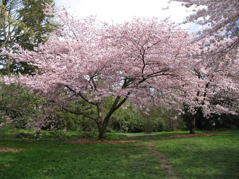 Harry Potter Auror, Prunus X Yedoensis, Family Tree Images, Prunus Yedoensis, Small Ornamental Trees, Yoshino Cherry Tree, Small Trees For Garden, Spring Scenery, Plant Structure