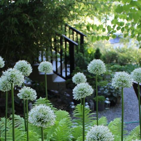 Johanna - landscape designer on Instagram: "Do you need some gardeninspo for 2021? I know I do! I will share some of my favorite bulb combinations this week. Would be so nice if you would too. Please tag me so I don’t miss yours! First up is allium mount everest and matteuccia struthiopteris (strutbräken)." Bulb Combinations, Matteuccia Struthiopteris, Landscape Designer, Do You Need, Mount Everest, Miss You, Landscape Design, Front Yard, I Know