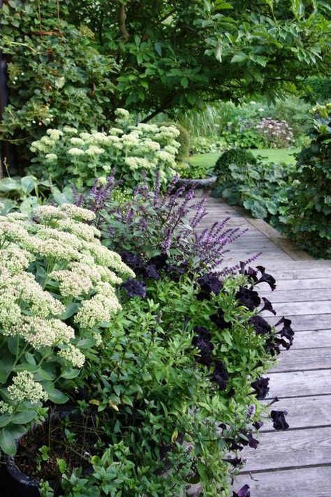 Lots Of Plants, Luxury Garden, Have Inspiration, White Garden, Plants And Flowers, Garden Borders, White Gardens, Garden Cottage, Small Gardens