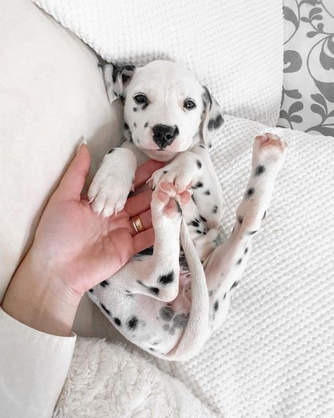 Fluffy Dalmatian Puppy, Dalmatian Puppy Aesthetic, Dalmation Puppies, Baby Dalmatian, Cute Dalmatian, Dalmatian Puppies, Hilarious Dogs, Gifts Amazon, Dalmatian Puppy