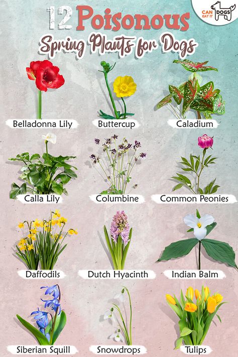 12 Poisonous Spring Plants for Dogs Toxic Flowers, Plants For Dogs, Plants Toxic To Dogs, Natural Dog Remedies, Dog Safe Plants, Campanula Flowers, Hyacinth Plant, Geranium Plant, Poisonous Plants