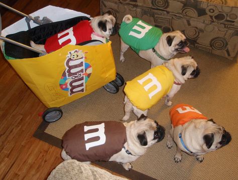 super cute pugs in M&M Halloween costumes :D #m&mPUGS Puppies In Costumes, Diy Pet Costumes, Cute Pug Puppies, Pug Dogs, Diy Dog Costumes, Pet Halloween Costumes, Property Brothers, Pug Puppies, Dog Halloween Costumes