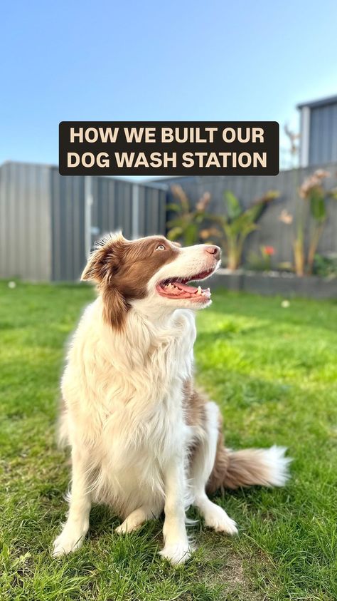 ▪︎ Cheryl ▪︎ | DIY DOG WASH STATION 🫶 If you always struggled with giving your dog a bath, this DIY project is sure to change everything 🙌 We got pretty... | Instagram Outside Dog Washing Station, Diy Dog Washing Station Indoor, Diy Dog Washing Station Outdoor, Washing Station Outdoor, Diy Dog Washing Station, Outdoor Dog Wash, Dog Washing Station Outdoor, Dog Wash Station, Dog Bathing Station