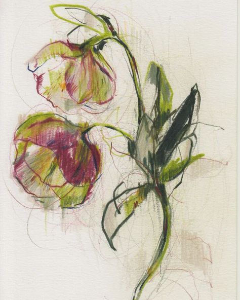 Claudia Lowry | A hellebore sketch from a few years ago. They are such beautiful plants to draw. Colour pencil on paper. 14.8cm x 21cm. #hellebores… | Instagram Plants To Draw, Claudia Lowry, Contemporary Botanical Art, Colour Pencil, Beautiful Plants, Pencil On Paper, Mark Making, Pencil Sketch, Pencil Art