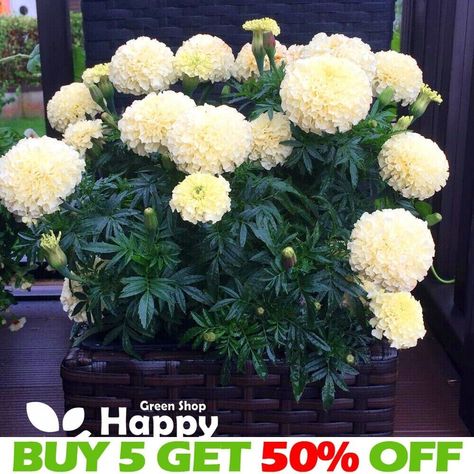 AFRICAN MARIGOLD - KILIMANJARO - 30 SEEDS - VANILLA WHITE ANNUAL FLOWER  | eBay African Marigold, Plant Tags, Patio Plants, Annual Flowers, Free Plants, Seed Packets, Patio Garden, Garden Ideas, Seeds