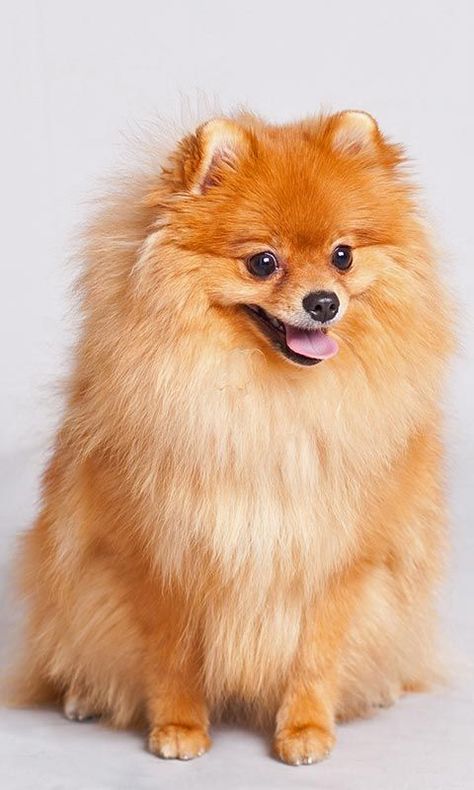 Pomeranian Chihuahua Mix, Spitz Pomeranian, Cute Dog Wallpaper, Cute Pomeranian, Pomeranian Dog, Pomeranian Puppy, Dog Wallpaper, Fluffy Animals