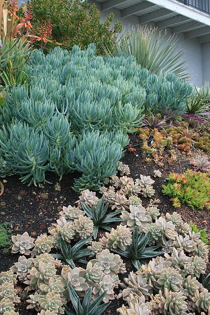 River of Senecio mandraliscae | Blue Chalksticks planted in … | Flickr Distylium Blue Cascade, Blue Chalksticks, Senecio Vitalis, Senecio Barbertonicus, Sesleria Caerulea, Senecio Mandraliscae, Zone 9, Drought Tolerant, Front Yard