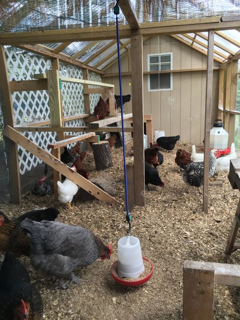 Threads - Run Roof or no Roof? Chicken Run Roof, Coop Run, Backyard Animals, Free Range Chicken, Chicken Poop, Urban Chickens, Chicken Coop Run, Chicken Farming, Chicken Coop Designs