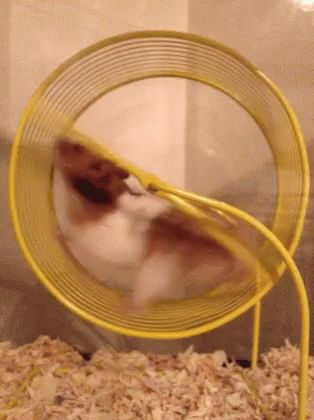 Hamster Wheel GIF - Hamster Wheel - Discover & Share GIFs Class Pet, Fun Animals, Hamster Wheel, Animal Projects, Fun Fun, Motion Graphic, Get Well Soon, Family History, Buzzfeed