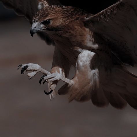 Falcon Aesthetic Bird, Shu Han Aesthetic, Falconer Aesthetic, Falconry Aesthetic, Falcon Aesthetic, Eagle Aesthetic, Hawke Dragon Age, Nocturnal Animals, Foxtrot