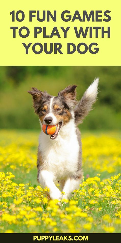 Fun Games To Play, Dog Behavior Problems, Dog Games, Dog Exercise, Indoor Dog, Dog Activities, Dog Obedience, Sporting Dogs, Dog Training Obedience