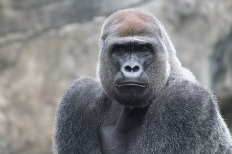 Unexpected gorilla snacking behaviors make scientists question what we know about early humans Gorilla Gorilla, Western Lowland Gorilla, Strongest Animal, Silverback Gorilla, Early Humans, Stem Cell Therapy, Safari Tour, Human Male, Crocodiles