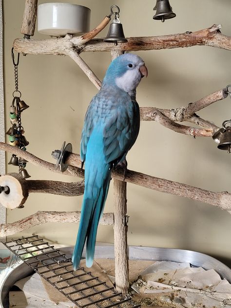 Our blue opaline quaker parrot named Skye. She is 4 years old. Conures Parrots, Quaker Parakeet, Blue Quaker Parrot, Quaker Parrot, Monk Parakeet, Australian Parrots, Aesthetic Animals, Pet Parrot, Blue Parrot