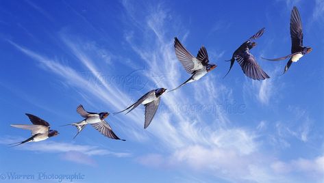 Birds Flying Photography, Swallow In Flight, Flying Photography, Barn Swallow, Swallow Bird, Celtic Tree Of Life, British Wildlife, Uk Photography, Playroom Ideas