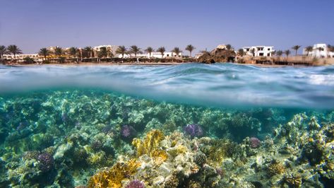 Du suchst in Marsa Alam ein Hotel mit Hausriff oder die schönsten Orte zum Schnorcheln und Tauchen? Der reisereporter verrät die schönsten Spots in dem Urlaubsort in Ägypten mit kilometerlangen Korallenbänke. Maritime Hotel, Strand Hotel Swakopmund, Marsa Alam, Hotel, Water