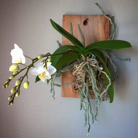 Mounted Orchids, Cedar Board, Gardener Aesthetic, Repotting Orchids, Hanging Orchid, Indoor Orchids, Orchid Plant Care, Orchid House, Gardening Aesthetic