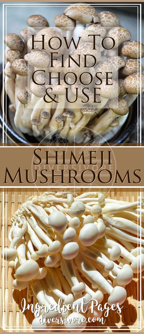 Chanterelle Mushroom Recipes, Shimeji Mushroom, Stuffed Mushroom Recipes, Skills Everyone Should Know, Fruit And Vegetable Recipes, Mushroom Dishes, Mushroom Sauce Recipe, Roasted Radishes, Mushroom Dish