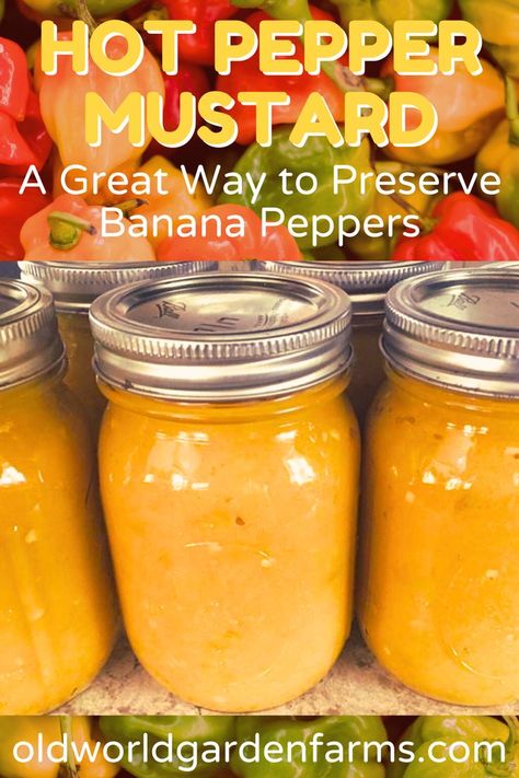 Three glass jars of canned Hot Pepper Mustard. From oldworldgardenfarms.com. Banana Pepper Mustard Recipe, Hot Pepper Mustard Recipe, Pepper Mustard Recipe, Banana Pepper Dip, Hot Pepper Dip, Dip For Pretzels, Hot Banana, Canning Banana Peppers, Recipes With Banana Peppers