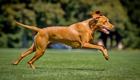 Fastest Dog Breeds Artificial Grass Ideas, Dancing Dogs, Dog Reference, Dog Tracker, Jumping Dog, Dog Car Accessories, Animal Photography Wildlife, Animal Tumblr, Dog Brand