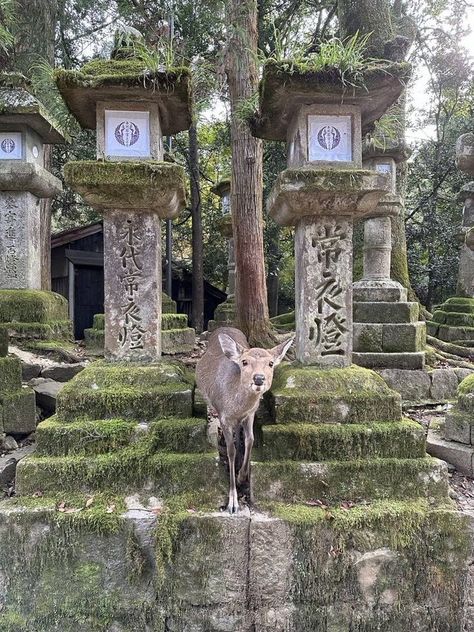 Deer Island Japan, Nara Deer Park, Deer Japan, Nara Deer, Fallen Star, Secret Websites, Nara Japan, Japan Trip, Japan Aesthetic