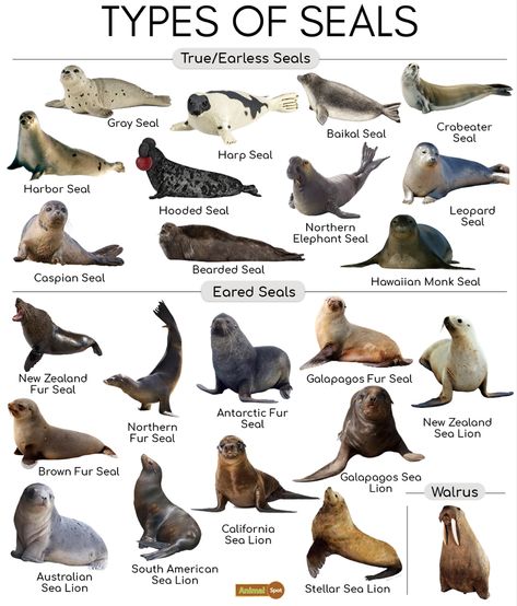 Leopard Seal, Types Of Sharks, Elephant Seal, Cute Seals, Types Of Animals, Marine Mammals, Marine Biology, Animal Facts, Silly Animals