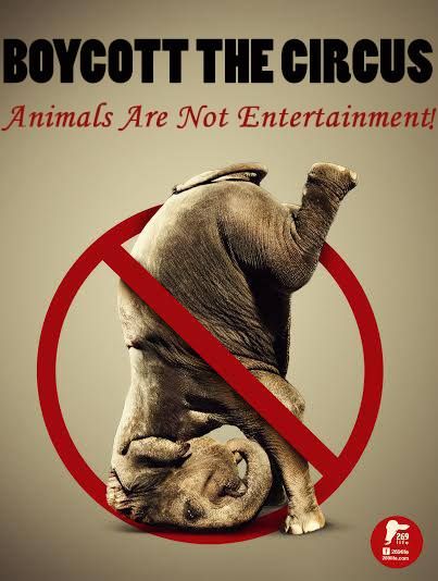 Animal Activism, Why Vegan, Animal Liberation, Circus Animals, Save The Elephants, Stop Animal Cruelty, The Circus, Animal Welfare, Animal Rights