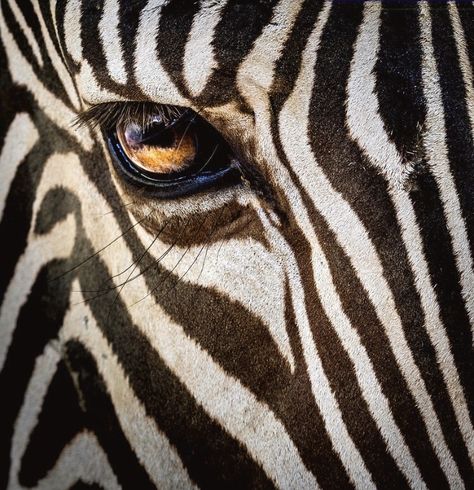 Zebra Eye, Zebra Drawing, Zebra Pictures, Animal Close Up, Savanna Animals, Eye Close Up, Zebras Animal, Design Basics, Eye Photography