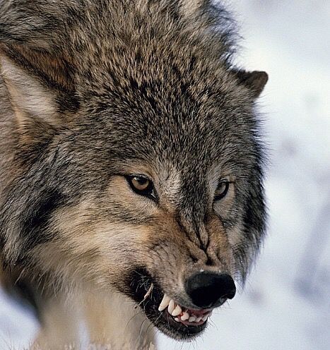 Wolf Angry, Wolf Growling, Wolf Reference, Snarling Wolf, Regard Animal, Angry Wolf, Wolf Husky, Wolf Hybrid, Wolf Images